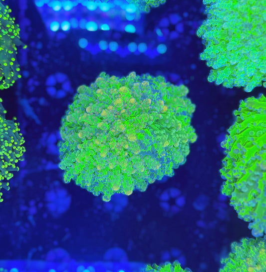 Malaysia noodle frogspawn (per head NOT WYSIWYG)