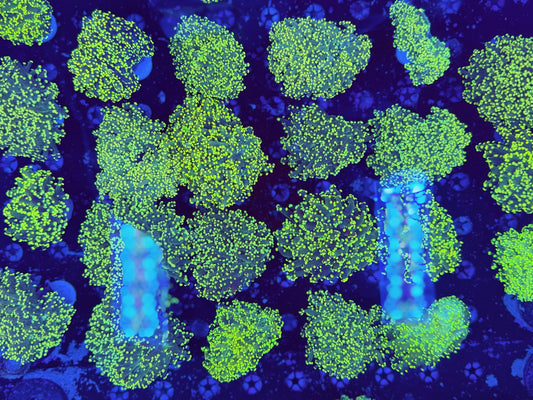 Neon frogspawn (per head NOT WYSIWYG)