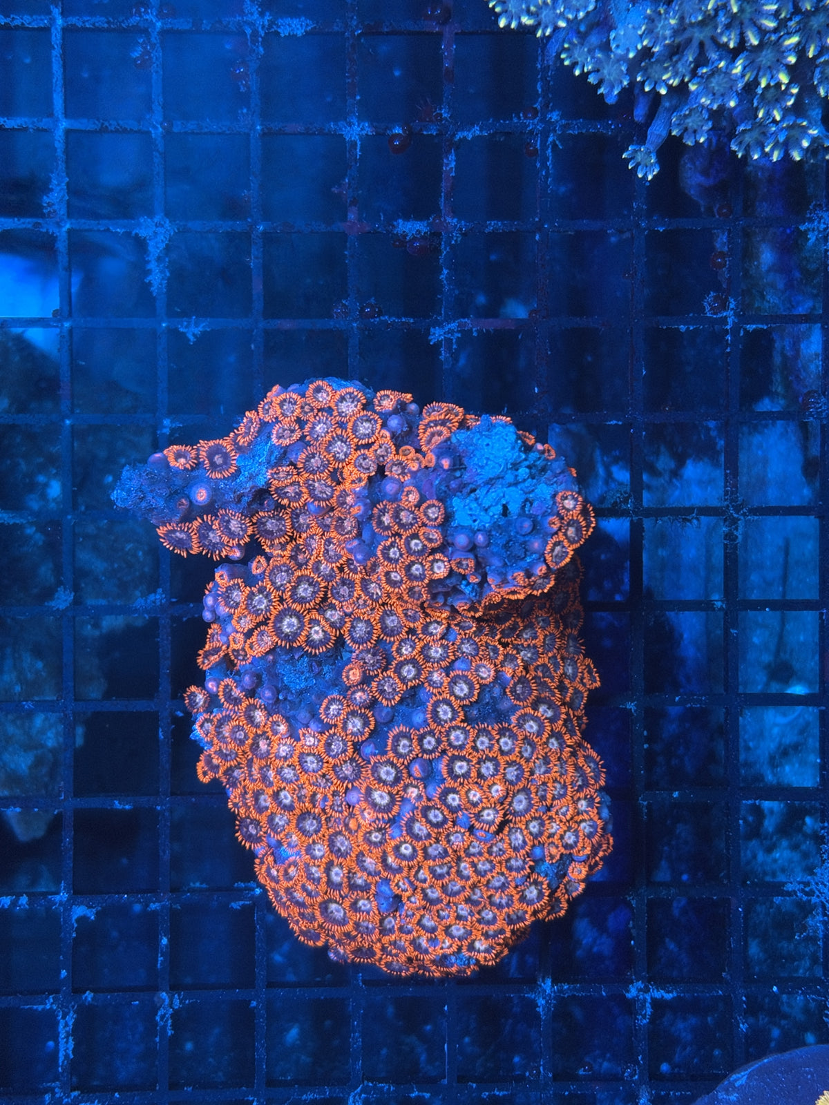 Zoa rock