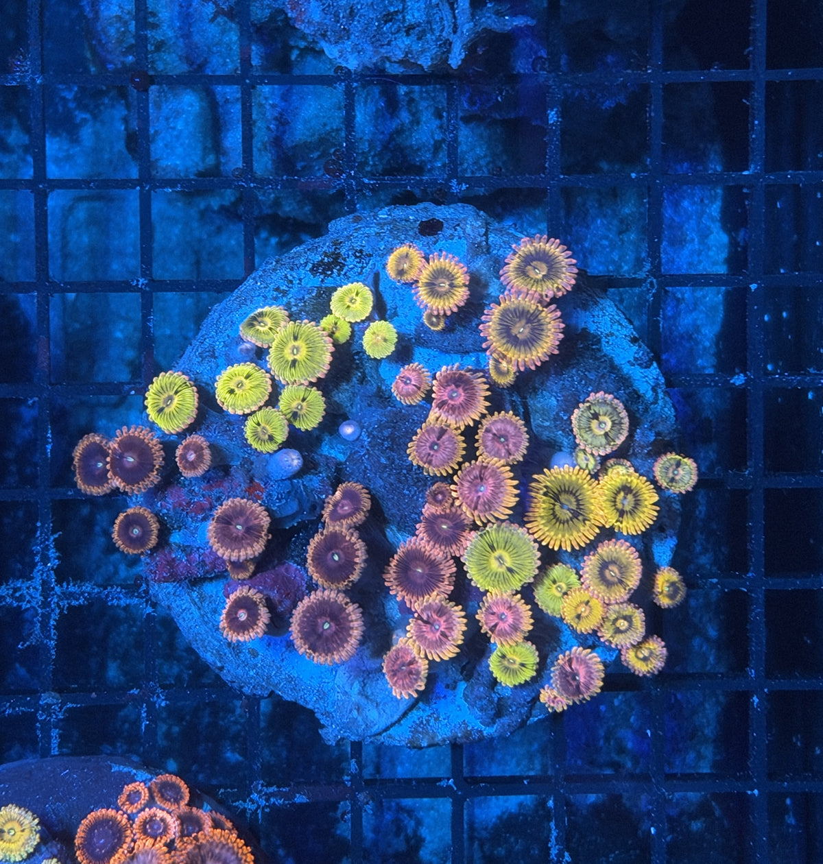Ultra rainbow zoa
