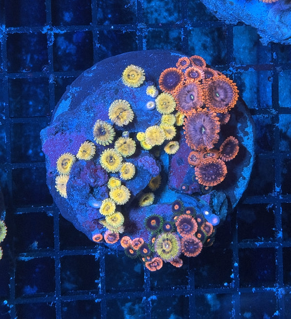 Ultra rainbow zoa