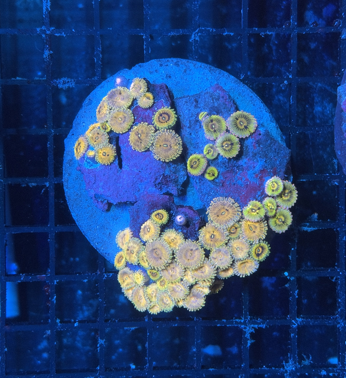 Ultra rainbow zoa