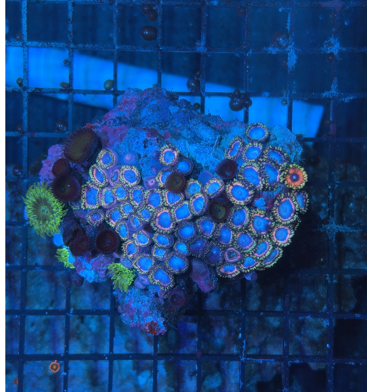 rainbow Zoa Plate
