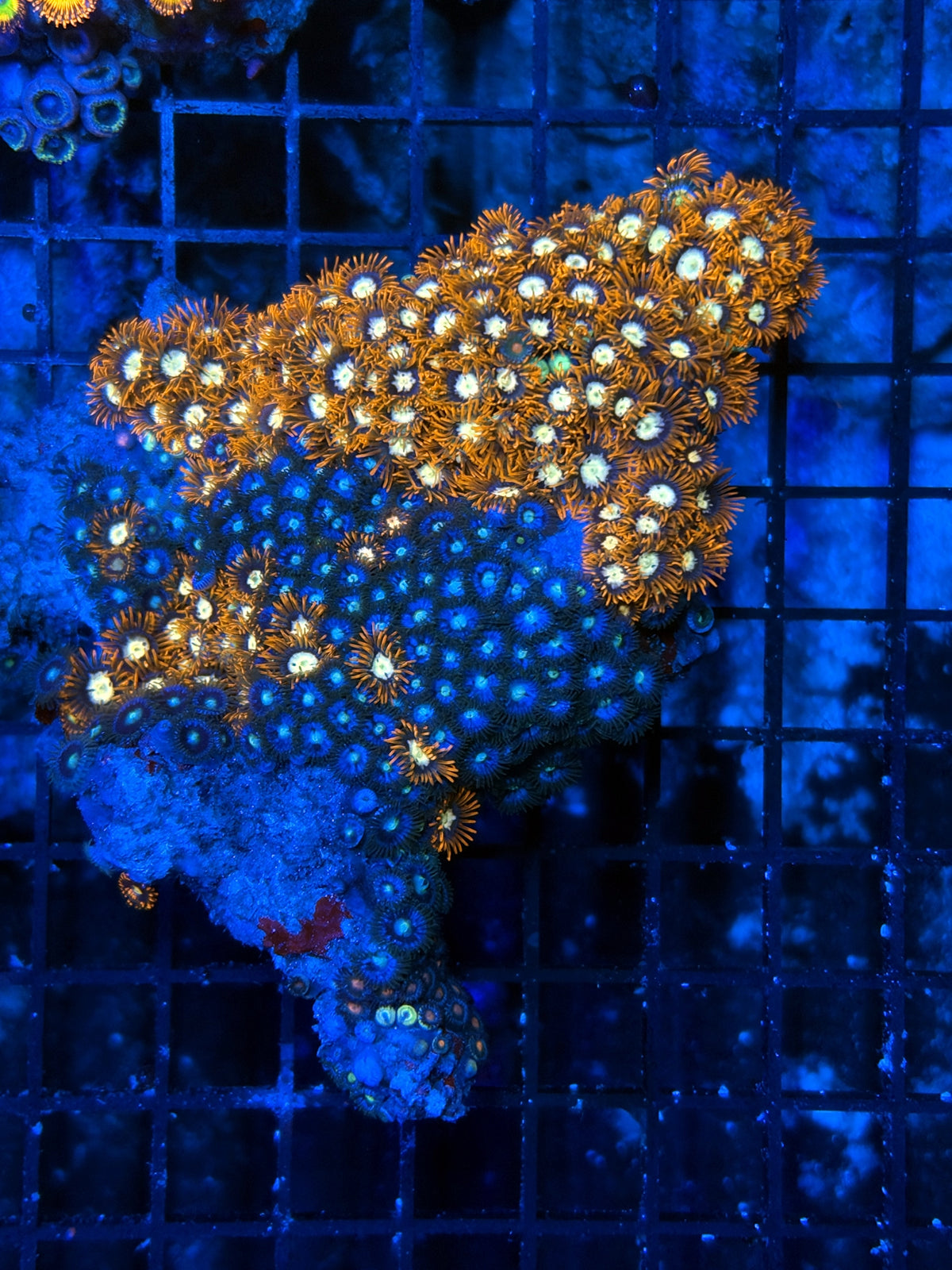 Zoa rock