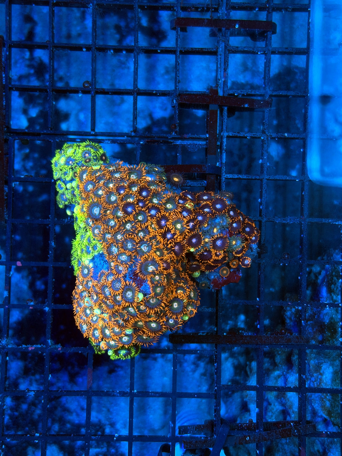 Zoa rock