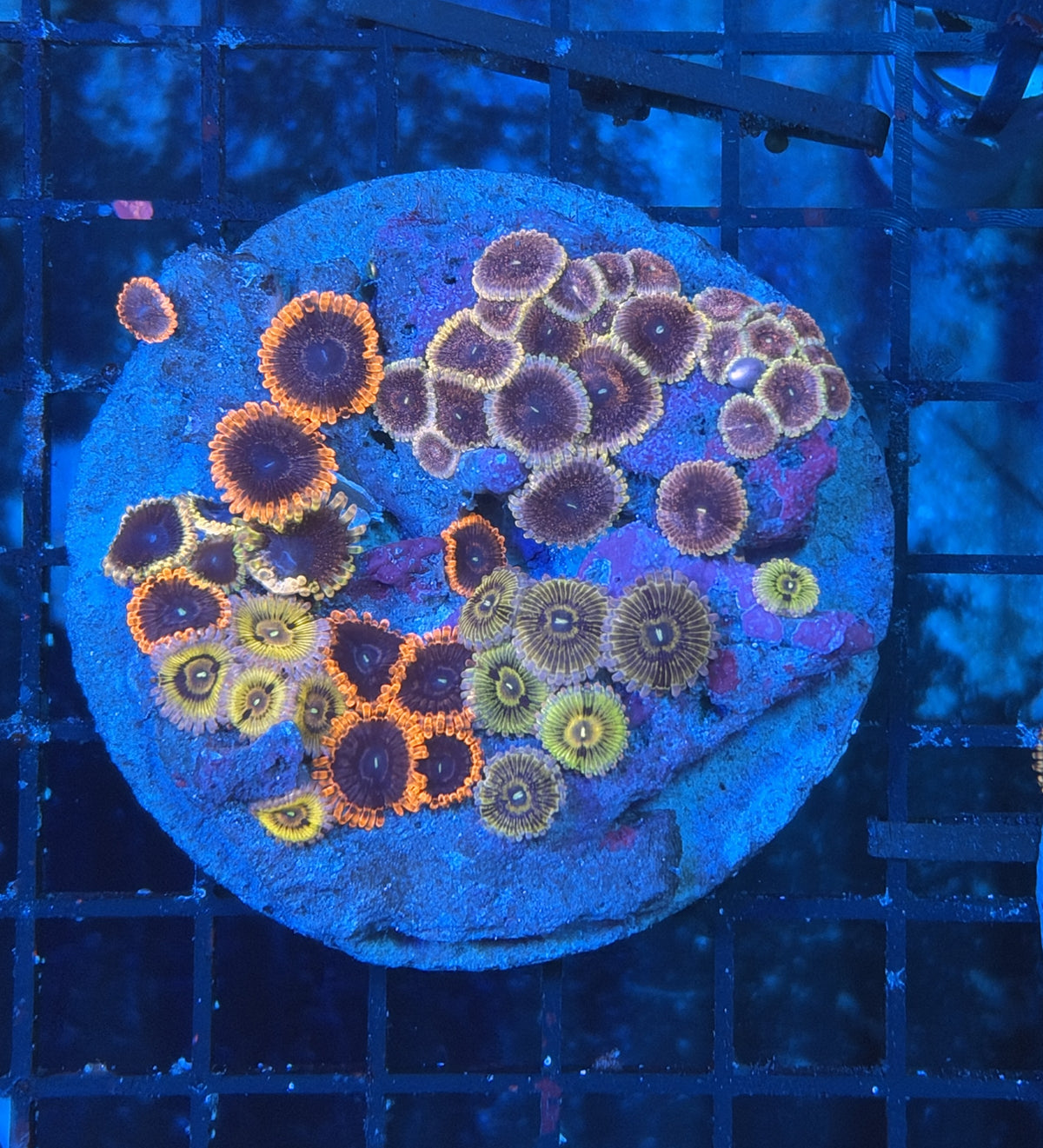 Ultra rainbow zoa