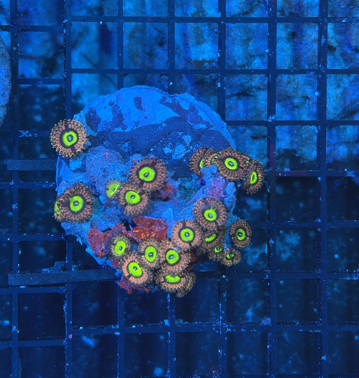 rainbow Zoa Plate