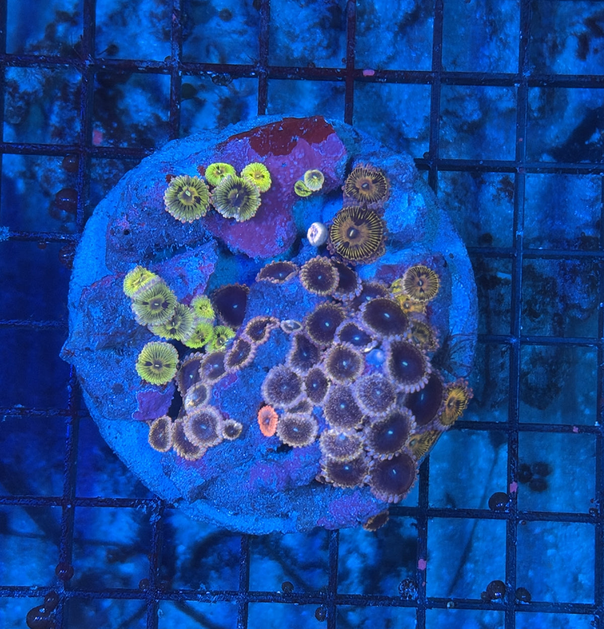 Ultra rainbow zoa