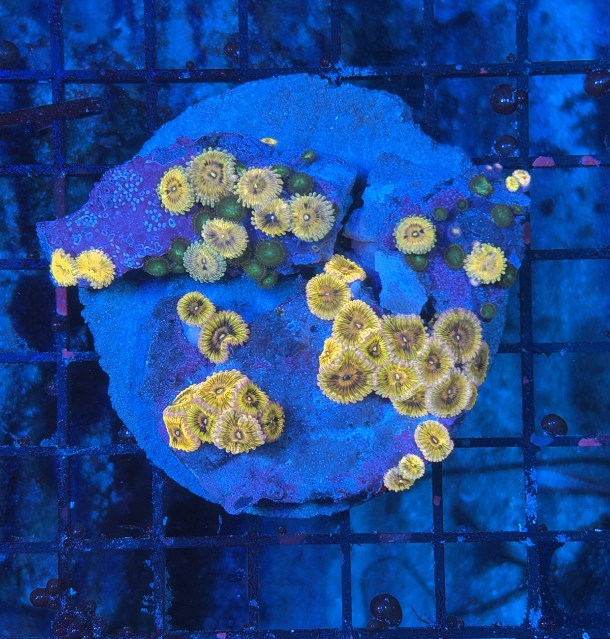 Ultra rainbow zoa