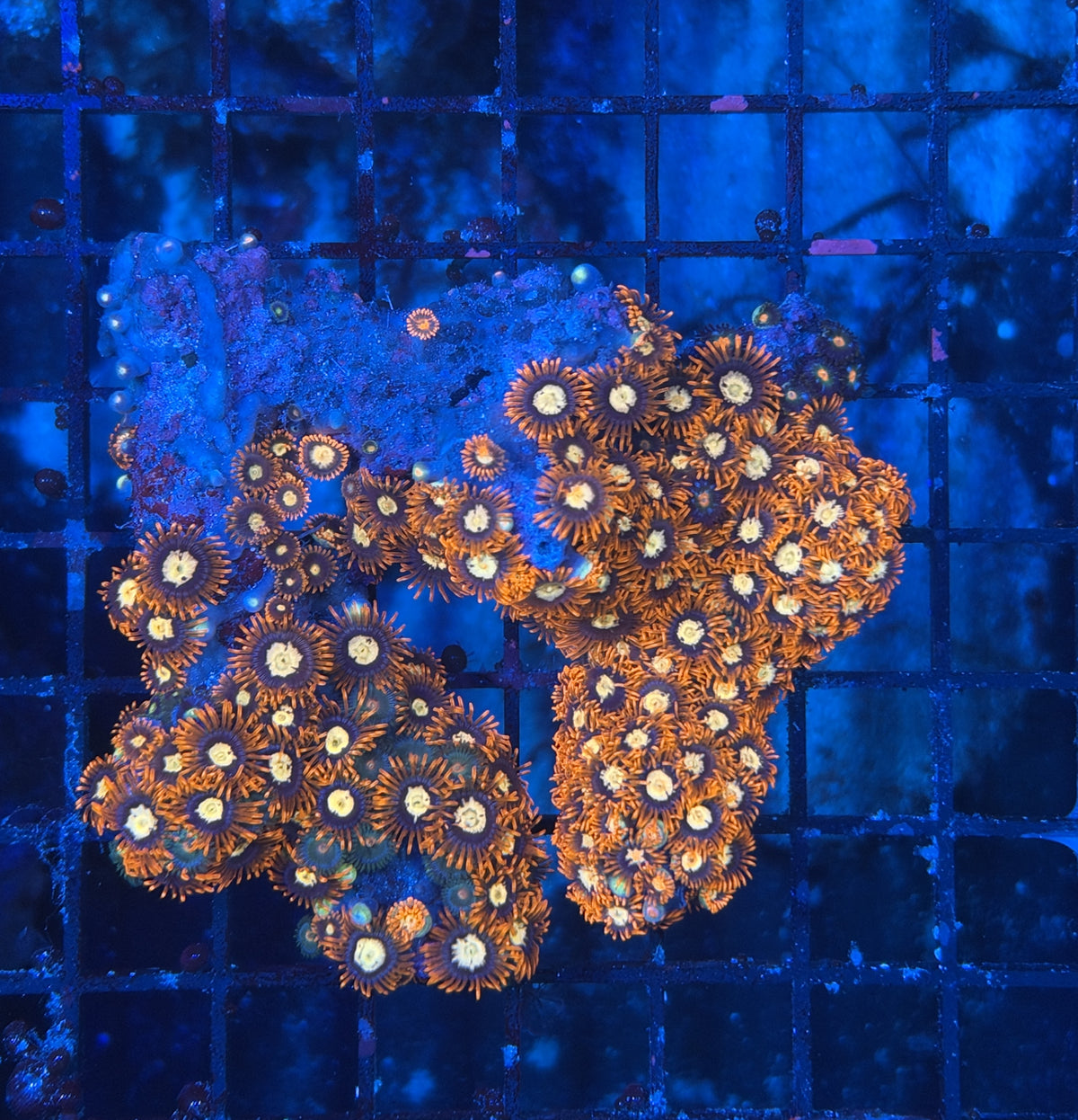 Zoa rock