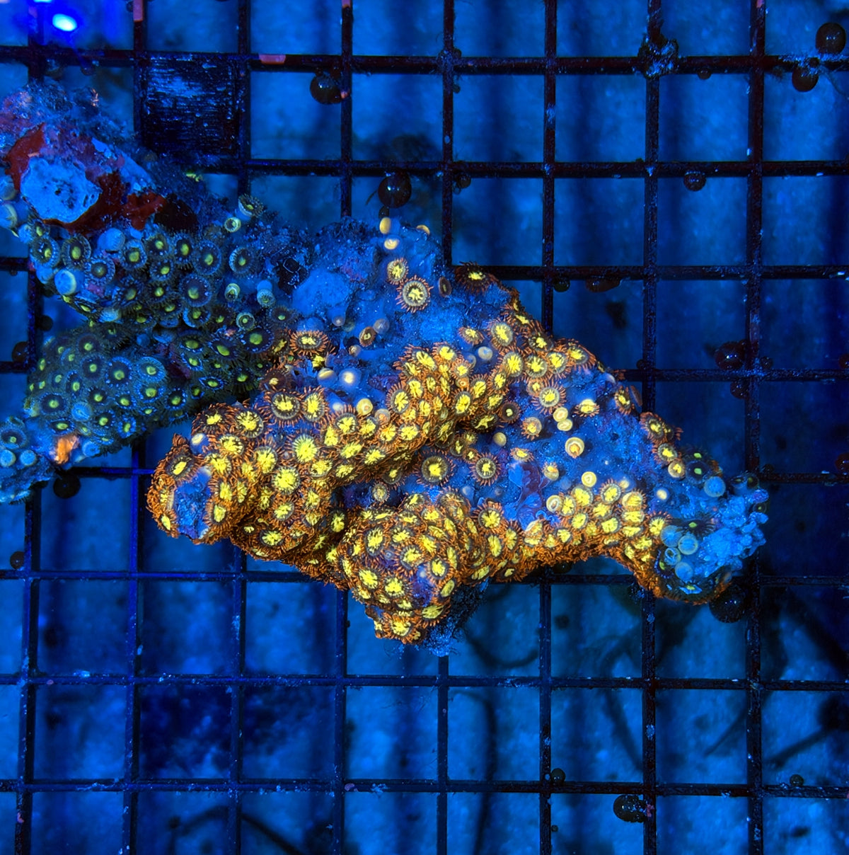 Zoa rock