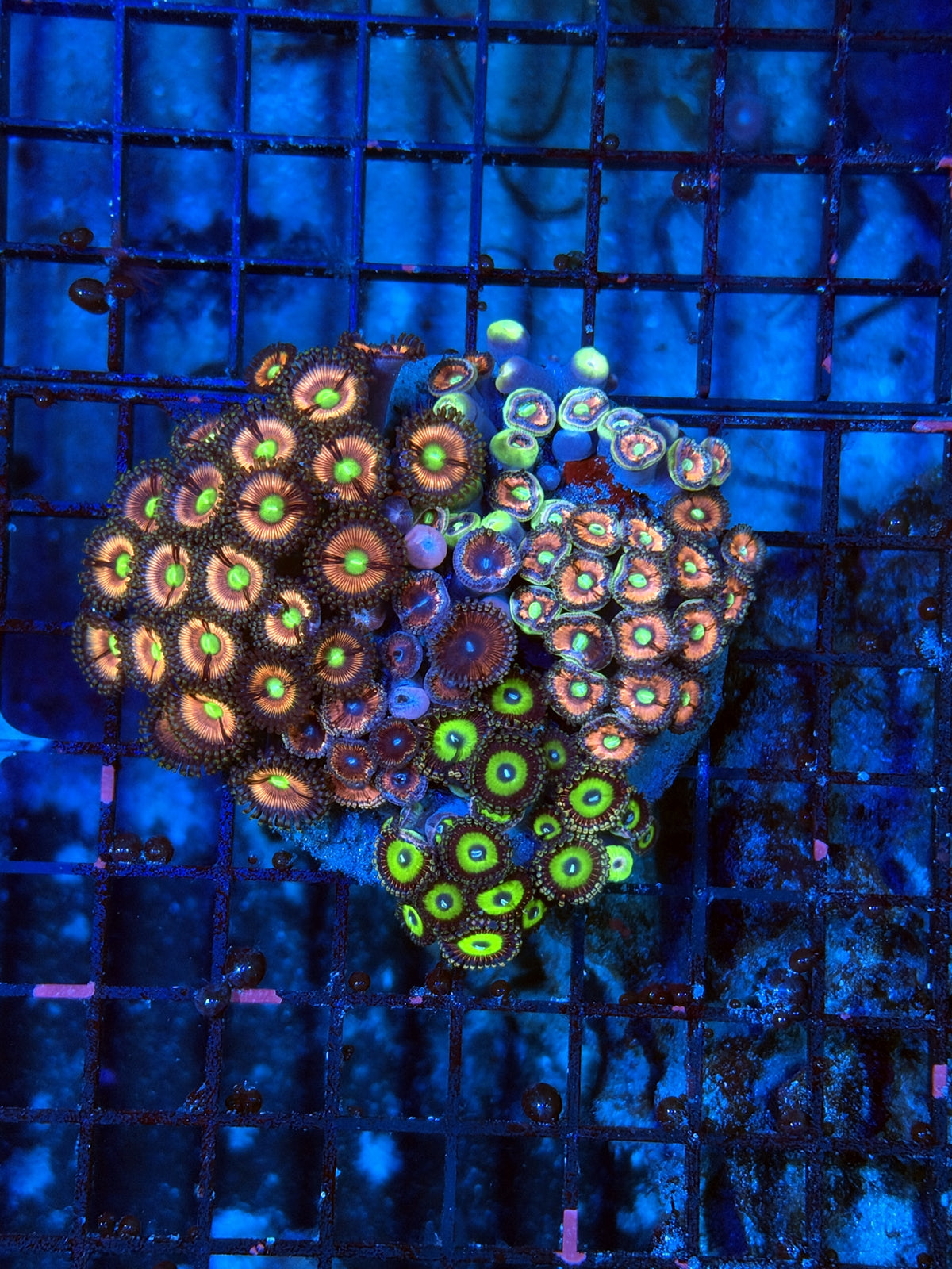 rainbow Zoa Plate