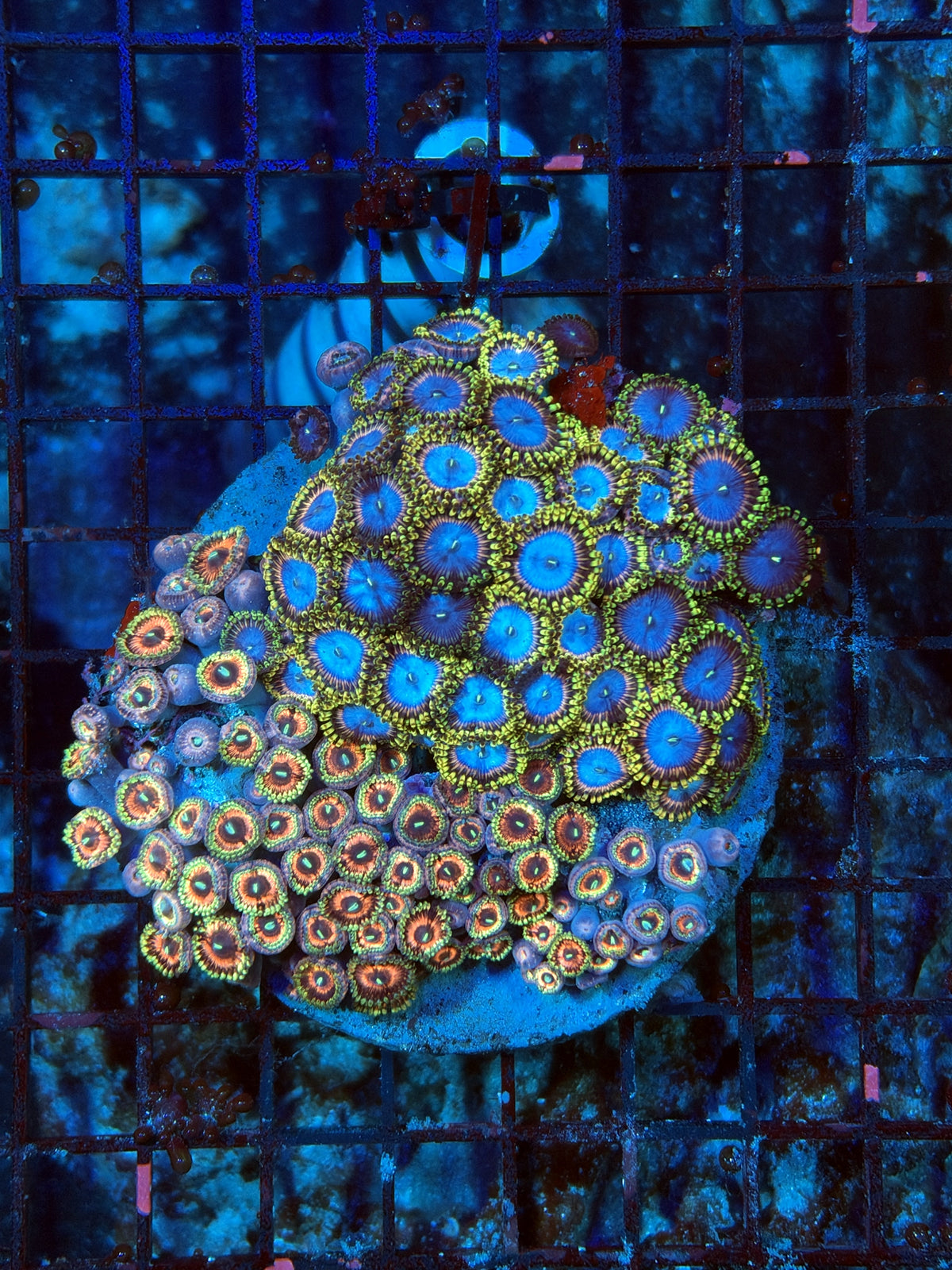 rainbow Zoa Plate