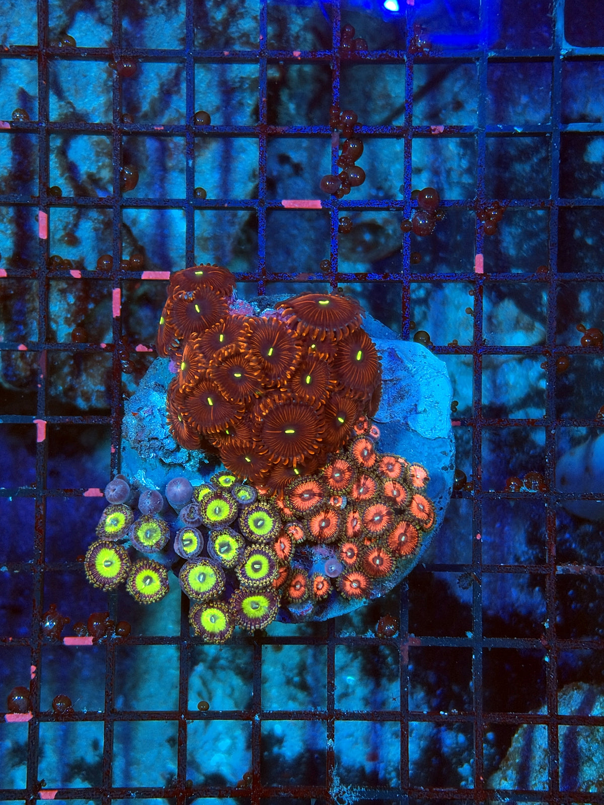 rainbow Zoa Plate