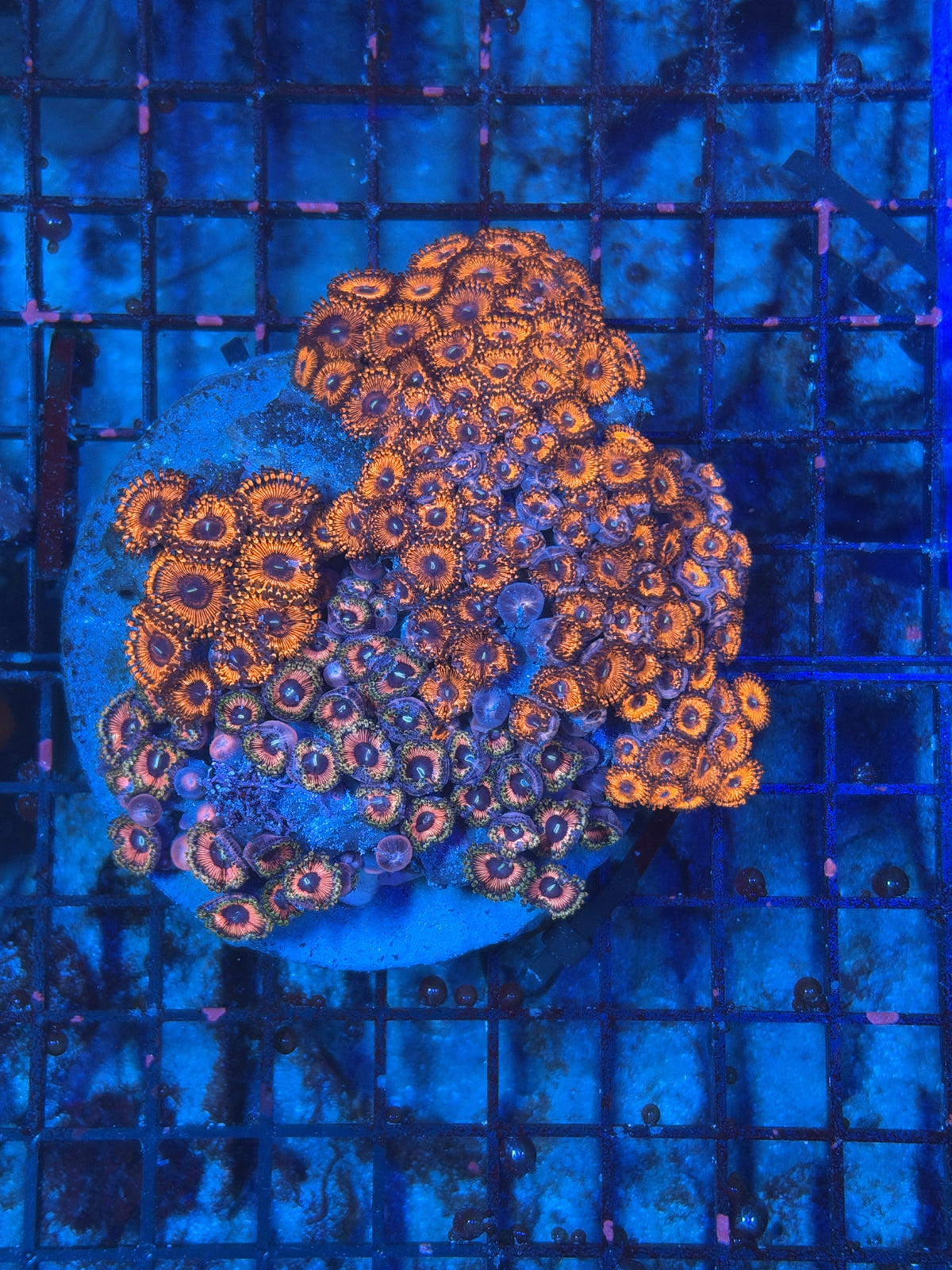 rainbow Zoa Plate