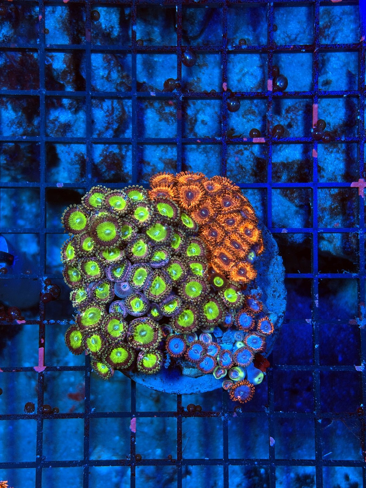 rainbow Zoa Plate