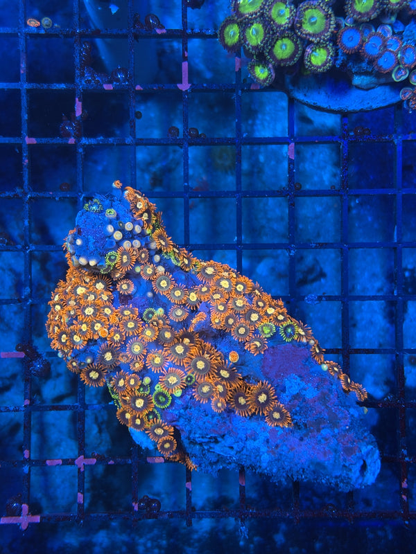 Zoa rock