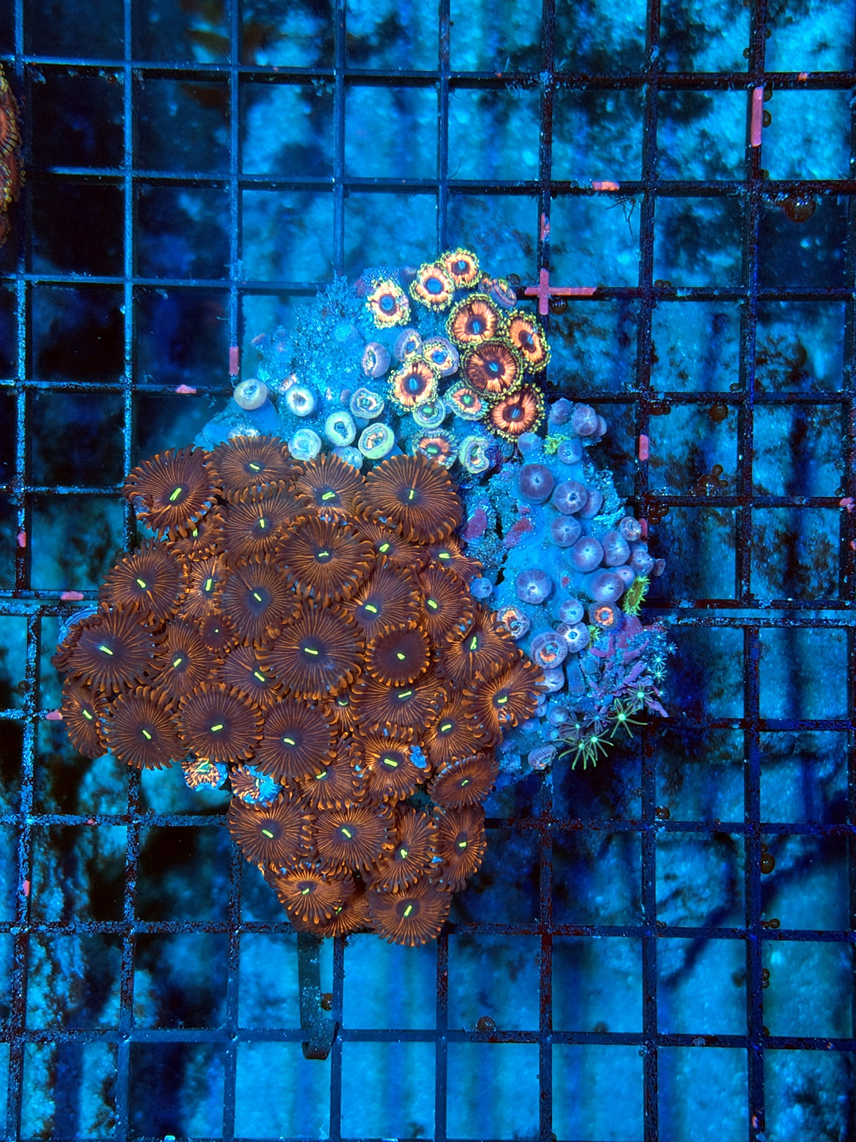 rainbow Zoa Plate