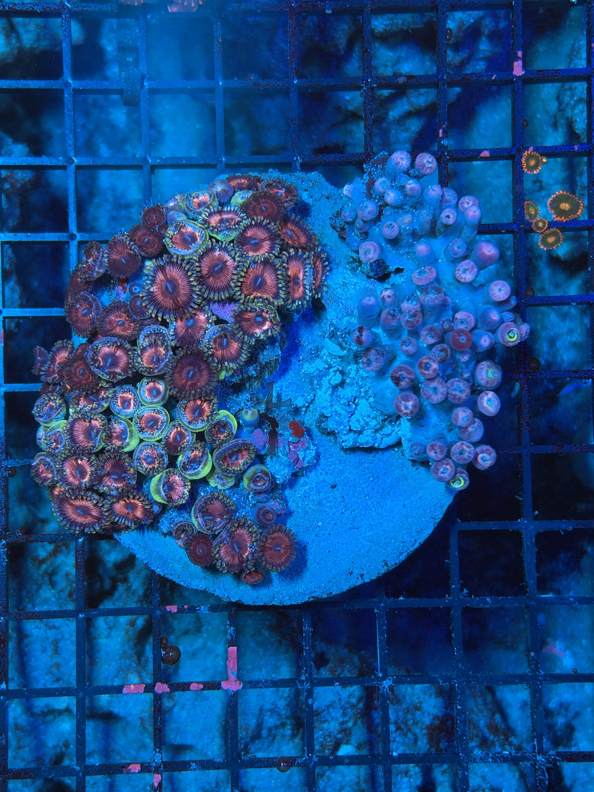 rainbow Zoa Plate