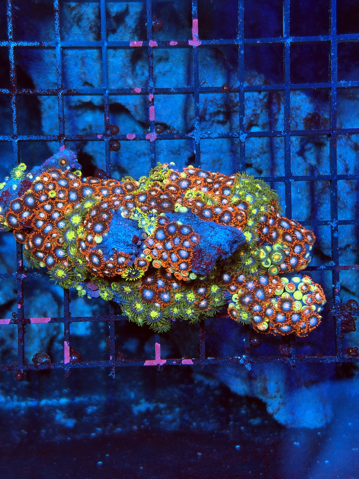 Zoa rock