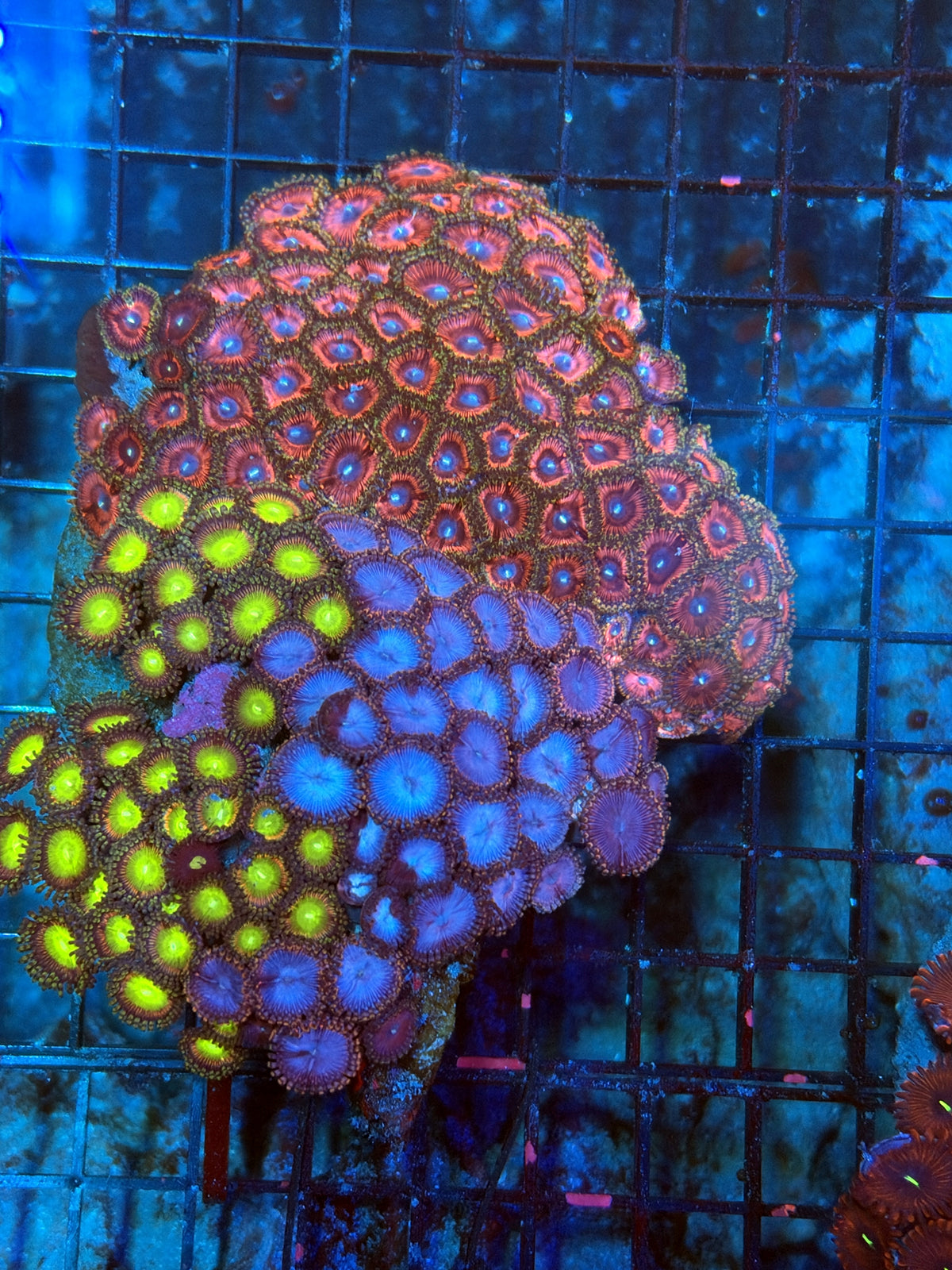 rainbow Zoa Plate