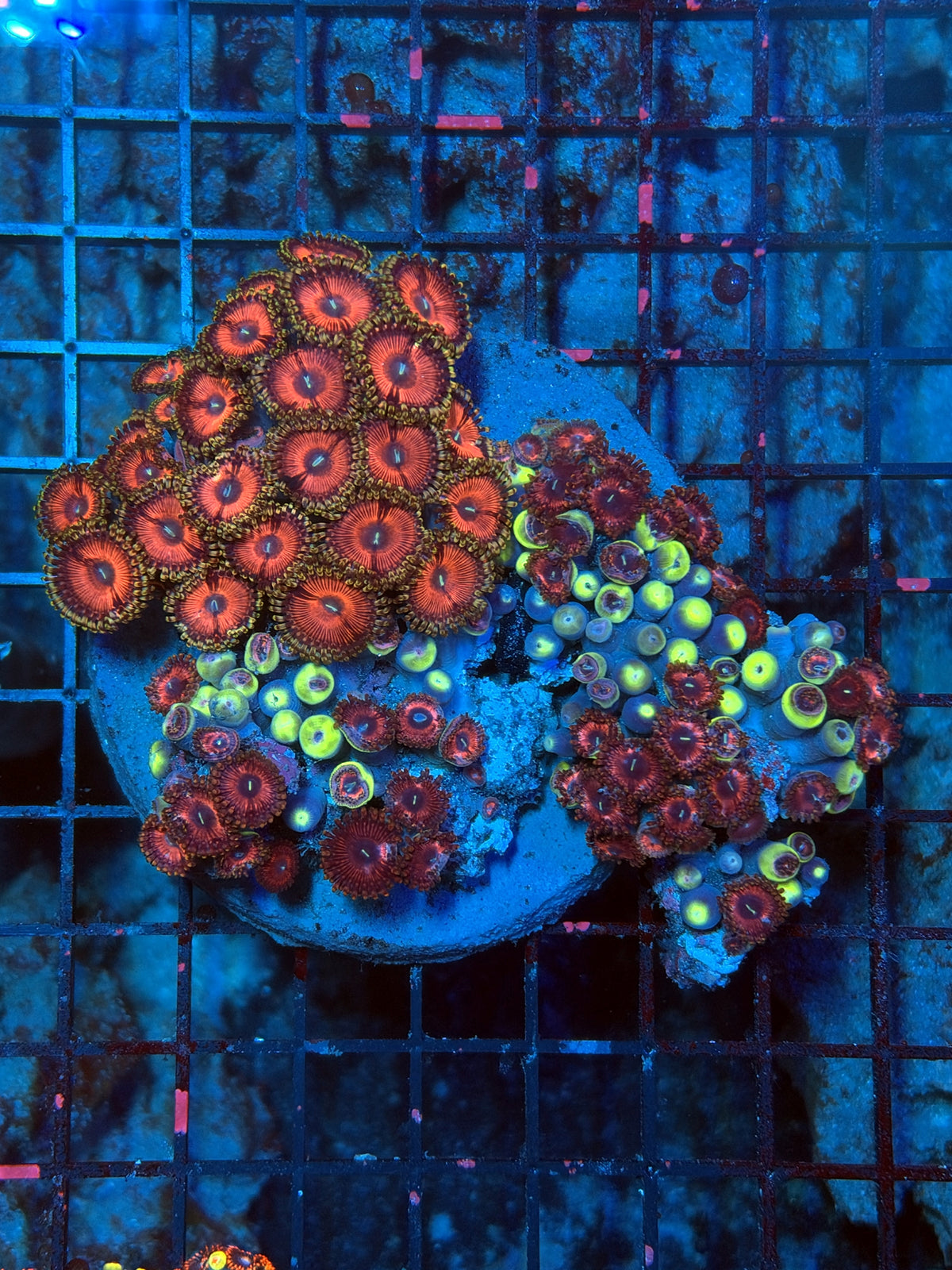 rainbow Zoa Plate