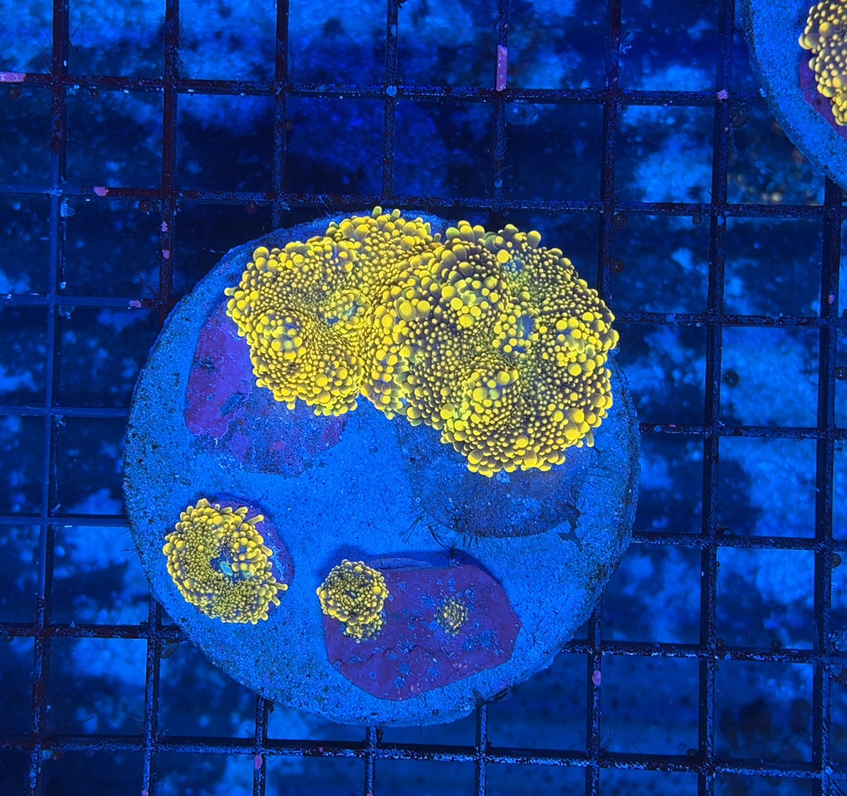 Yellow yuma plate