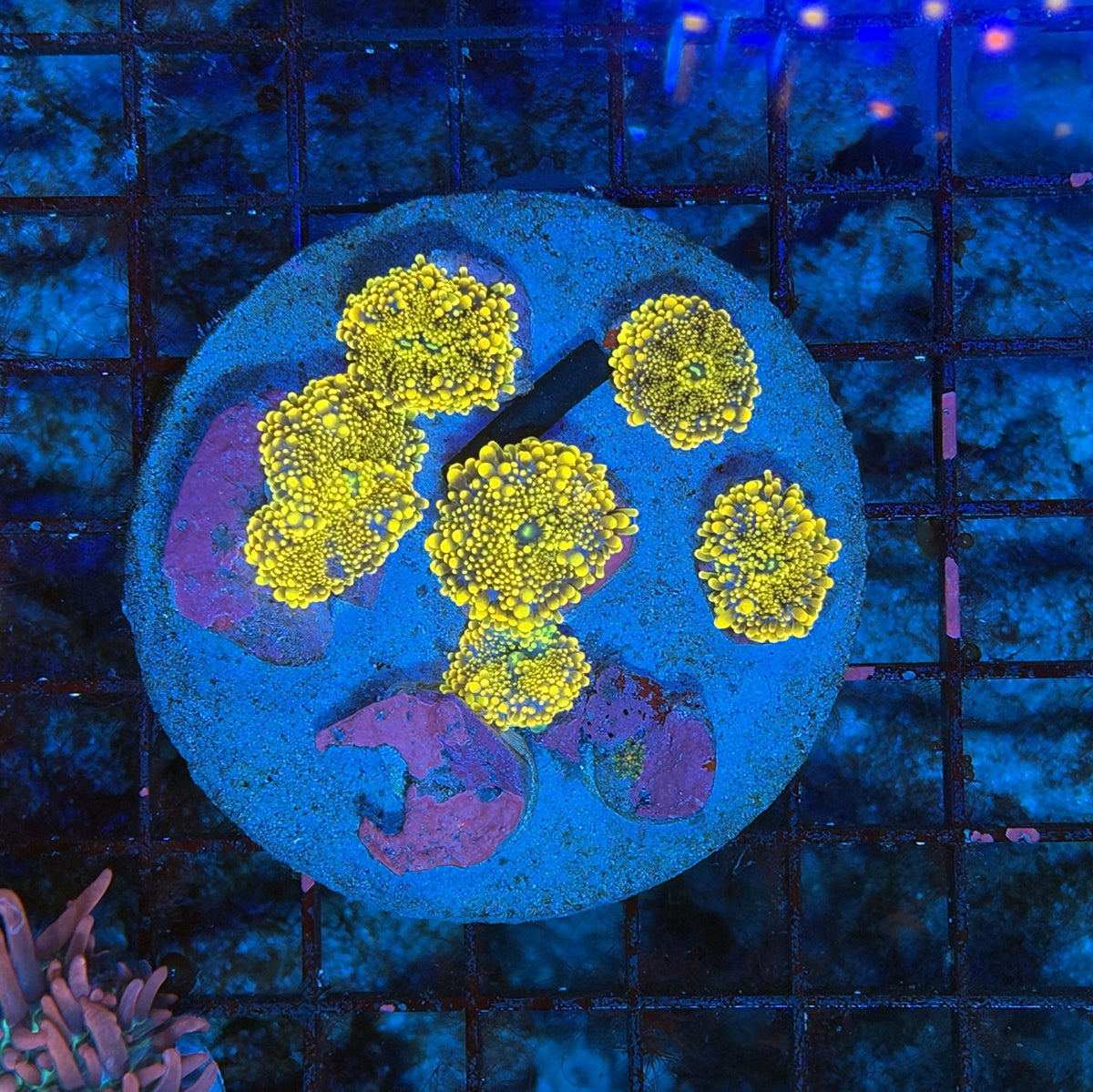 Yellow yuma plate