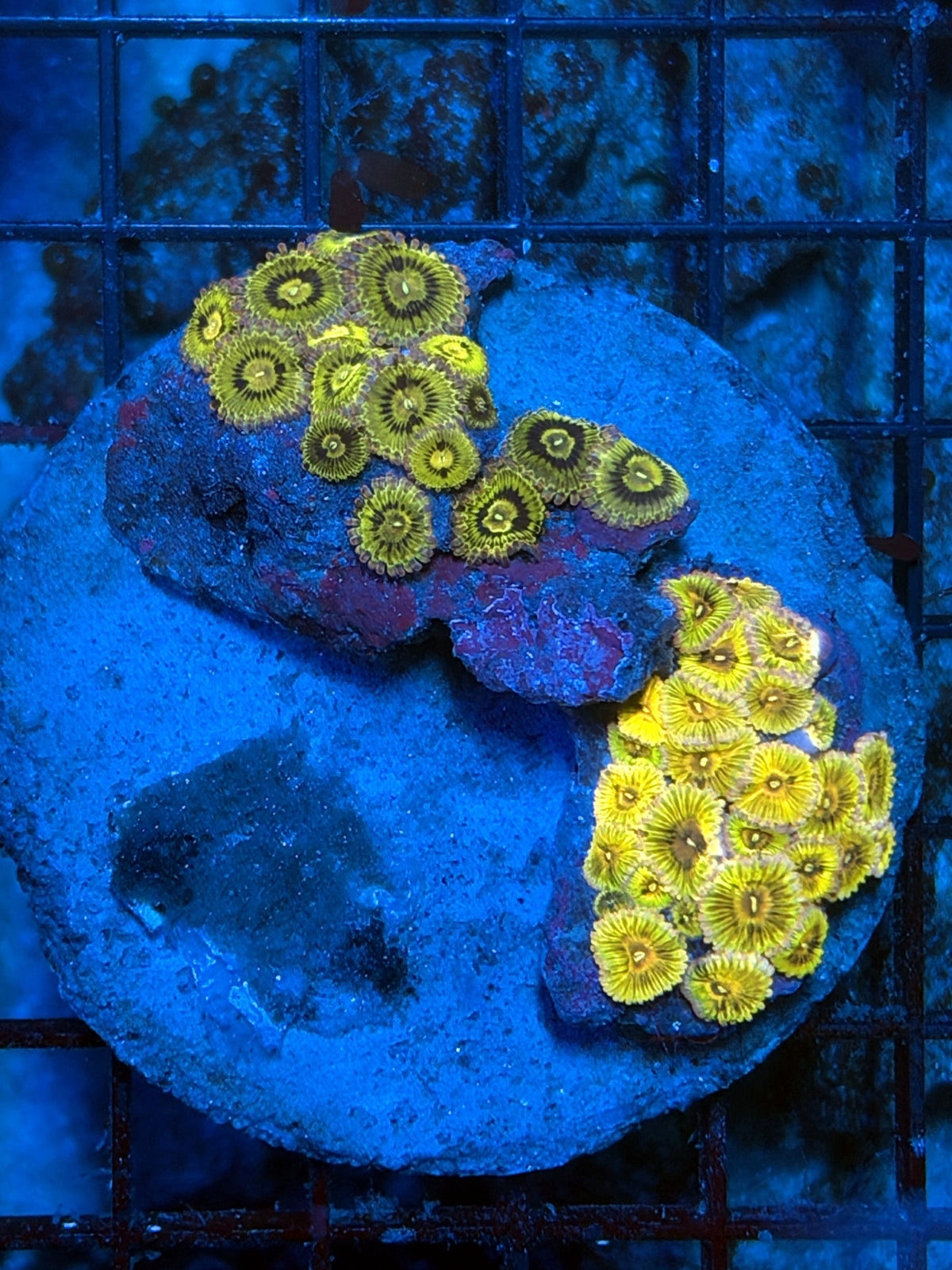 Ultra rainbow Zoa