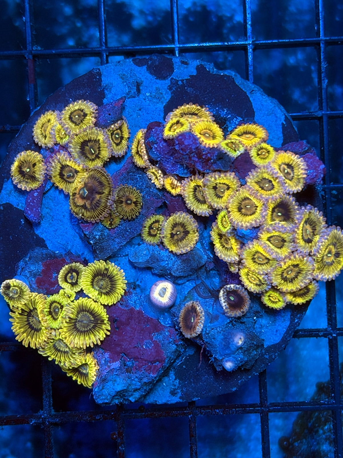 Ultra rainbow Zoa