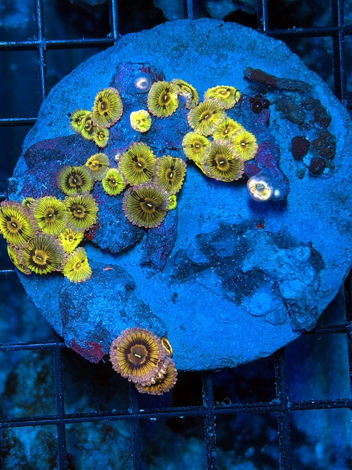 Ultra rainbow Zoa