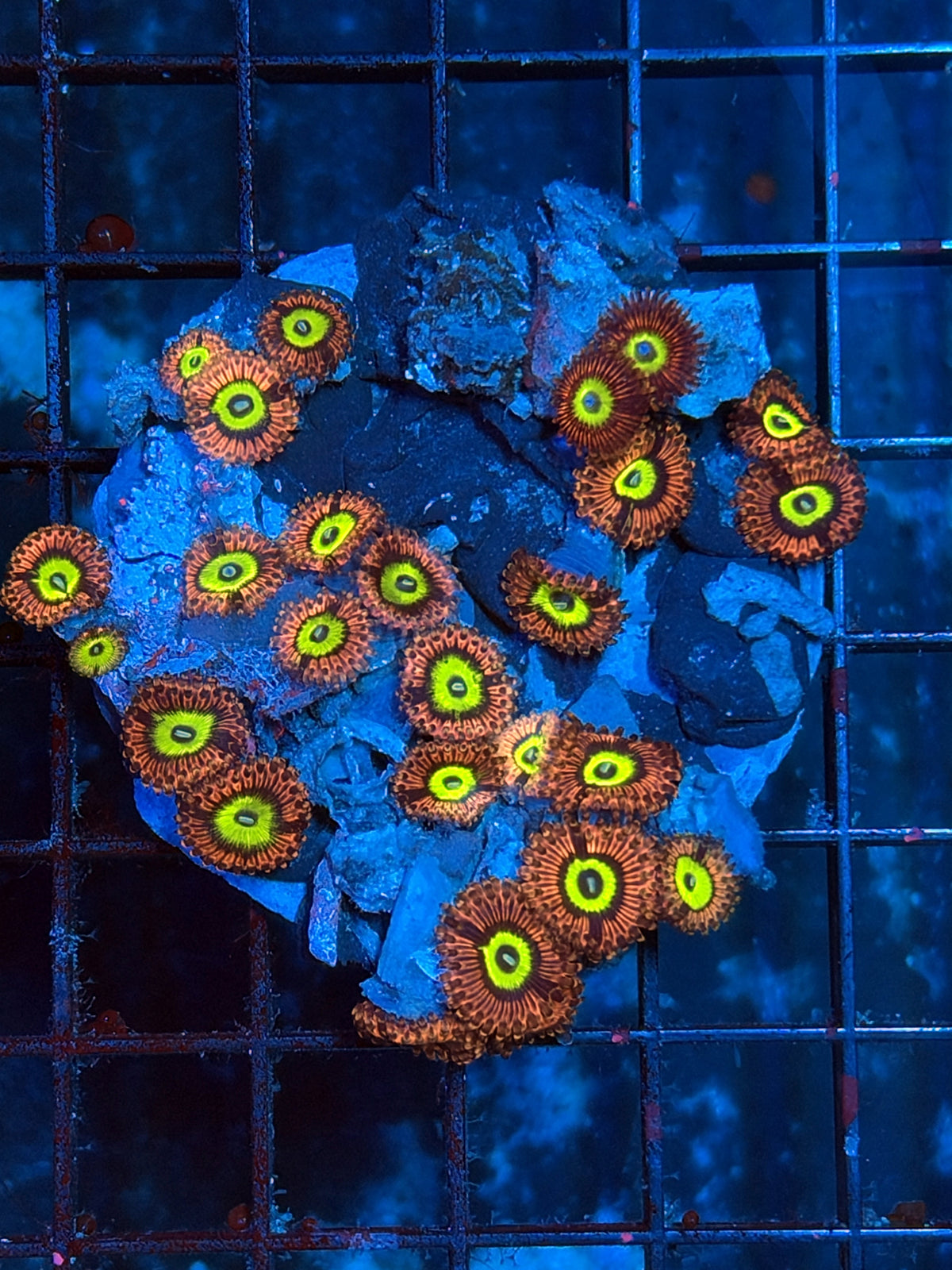 Ultra rainbow Zoa