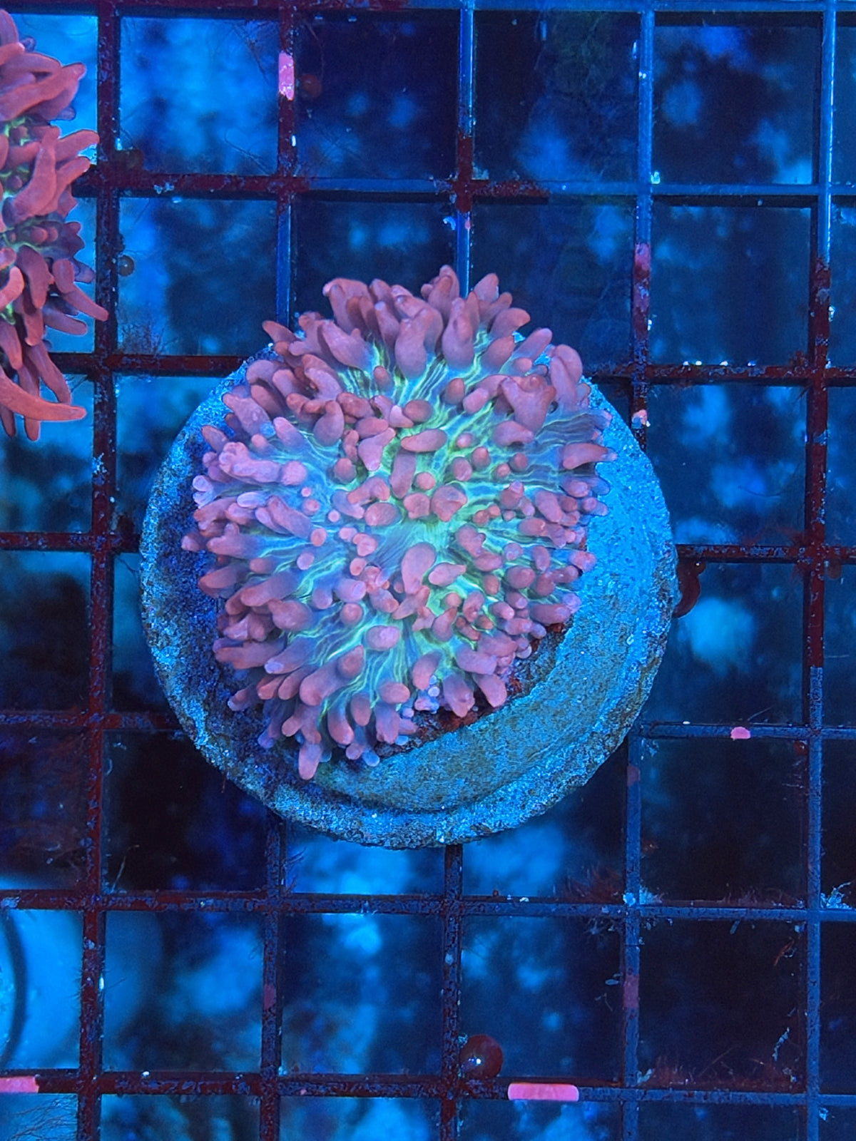 purple carpet mushroom