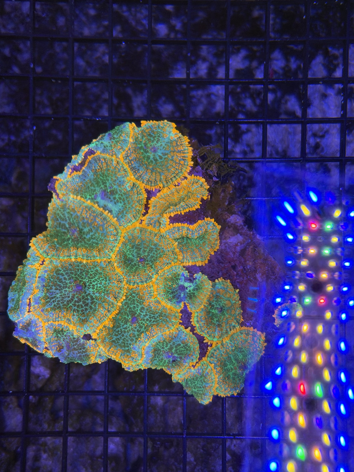 mushroom rock L