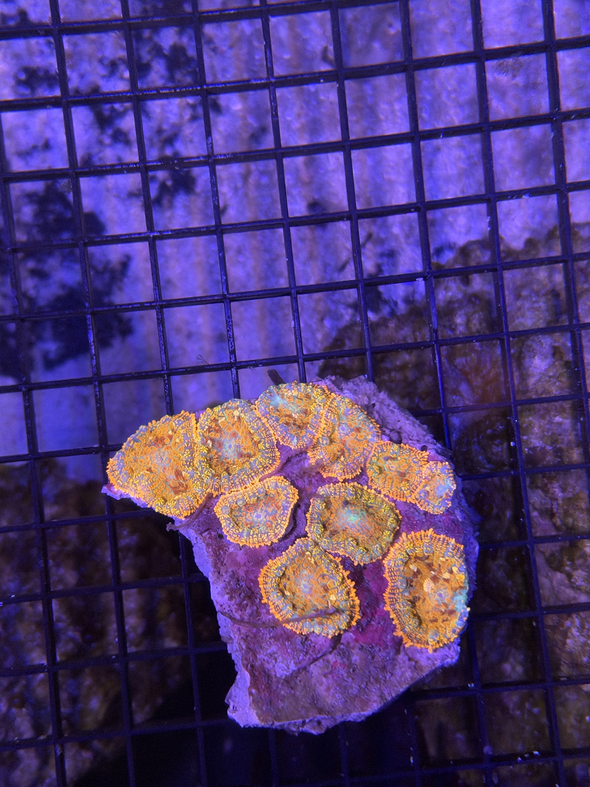 mushroom rock