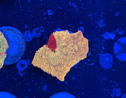 Jb / Eclectus