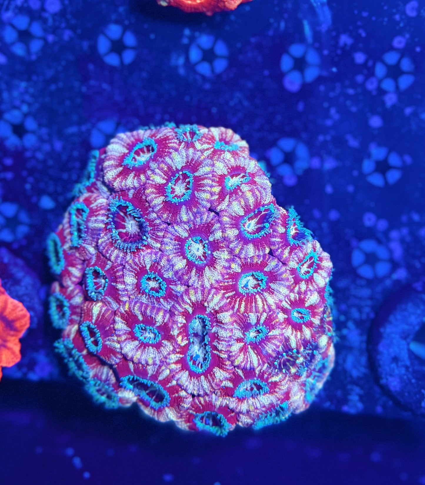 Asian acan colony