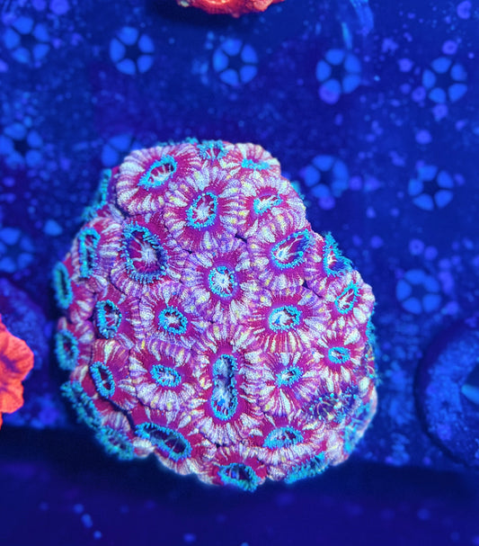 Asian acan colony