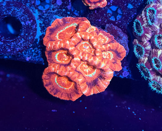 Asian acan colony