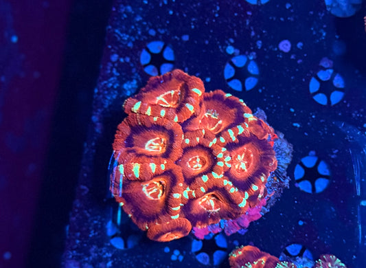 Asian acan colony