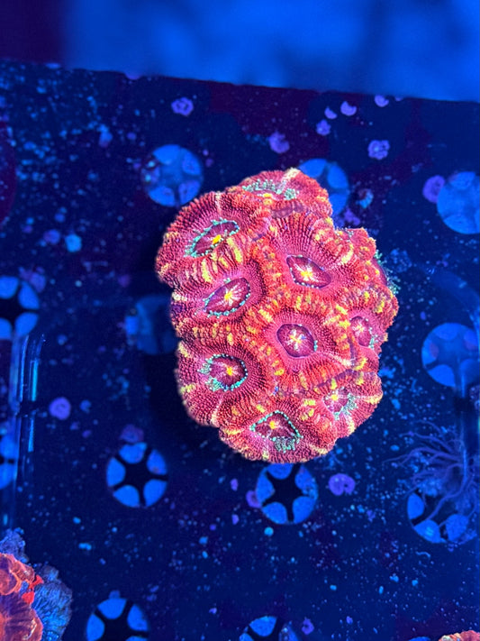 Asian acan colony