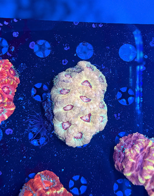 Asian acan colony