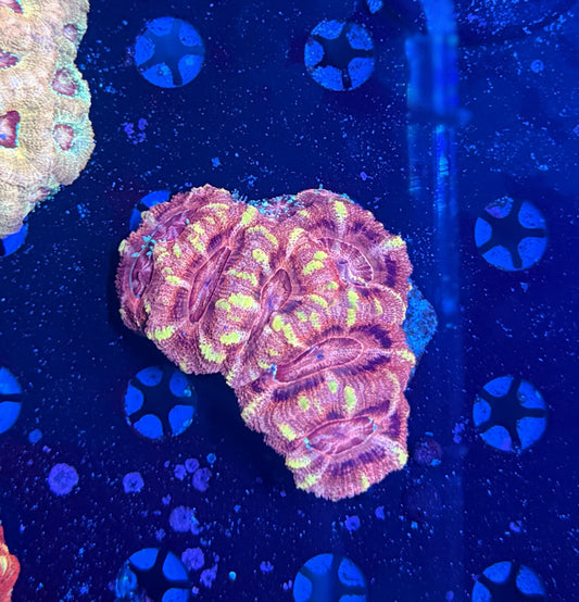 Asian acan colony