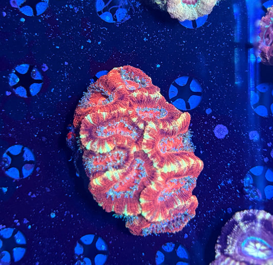 Asian acan colony