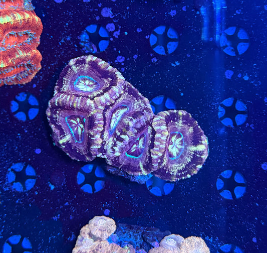 Asian acan colony