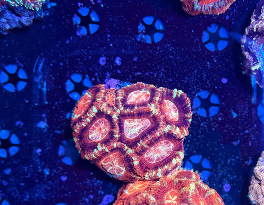 Asian acan colony