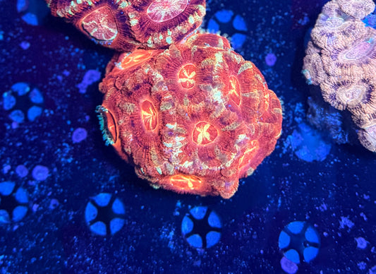 Asian acan colony