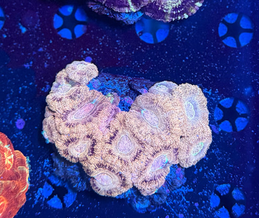 Asian acan colony