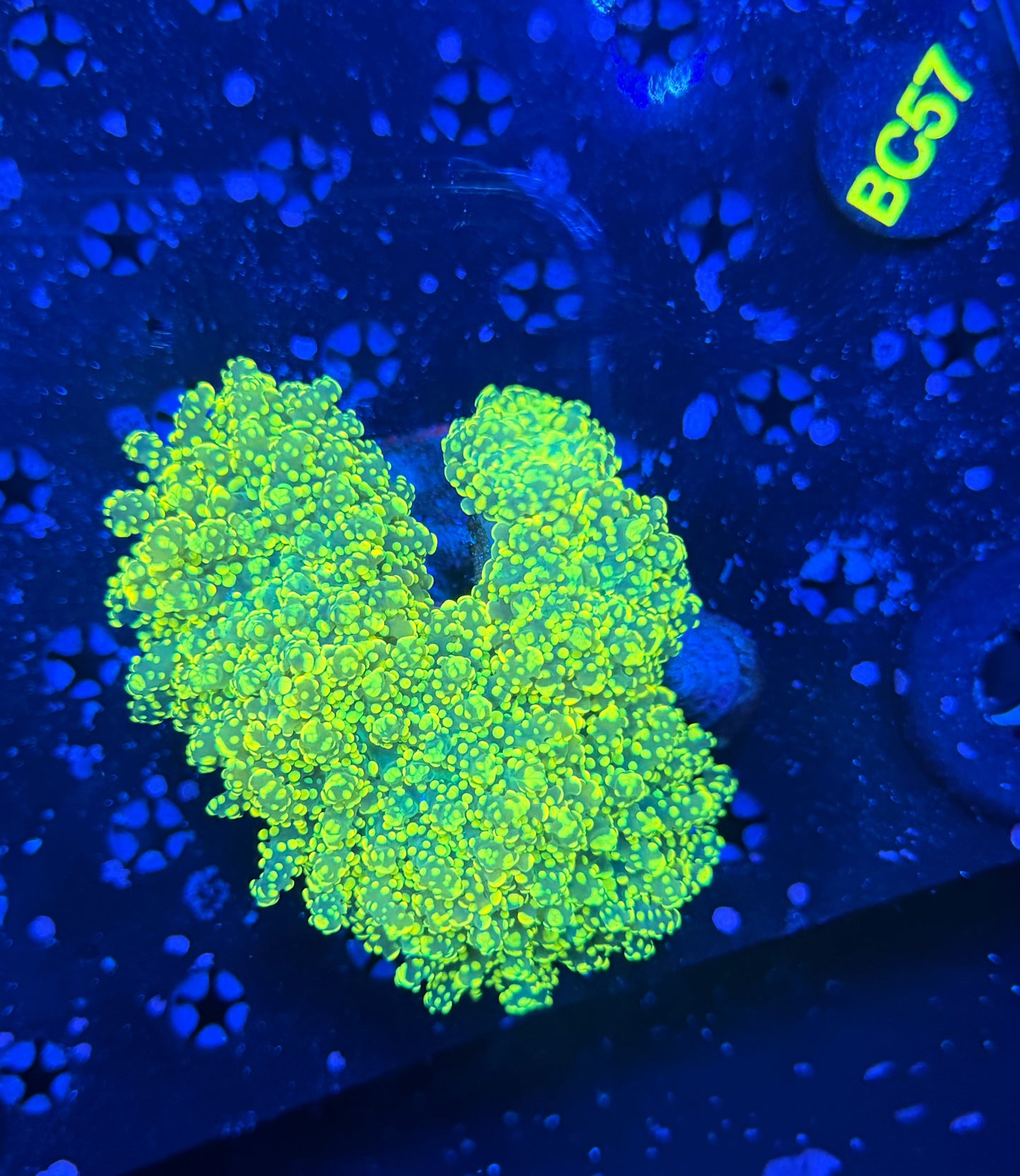 Rainbow frogspawn colony