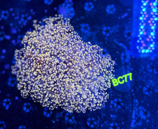 Fat head frogspawn